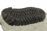 Detailed Morocops Trilobite - Nice Eye Facets #311073-1